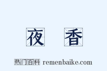 夜來香是什么意思的图片